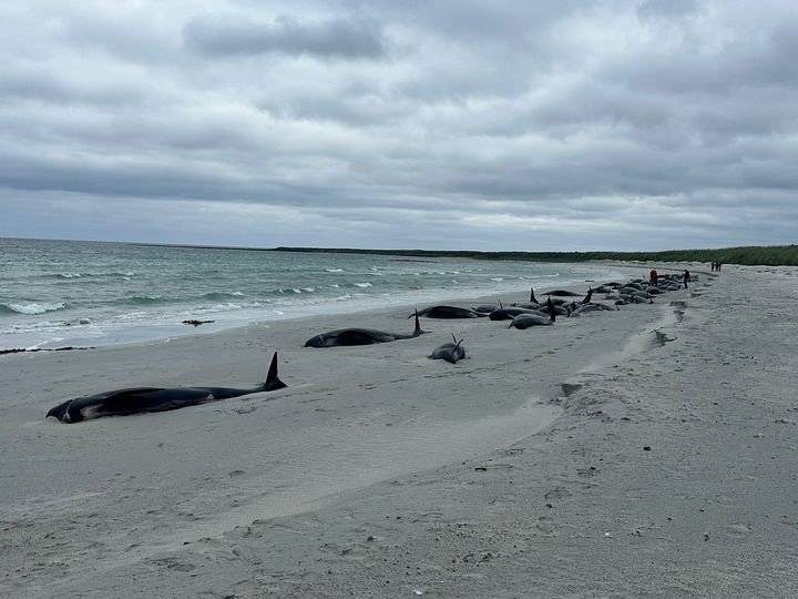 77 Pilotwale strandeten auf den Orkneyinseln in Schottland