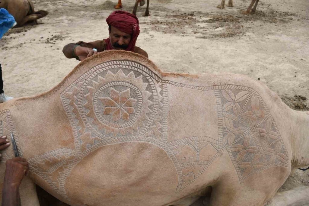 Los camellos en la ciudad de Karachi, Pakistán, han comenzado los preparativos para la festividad