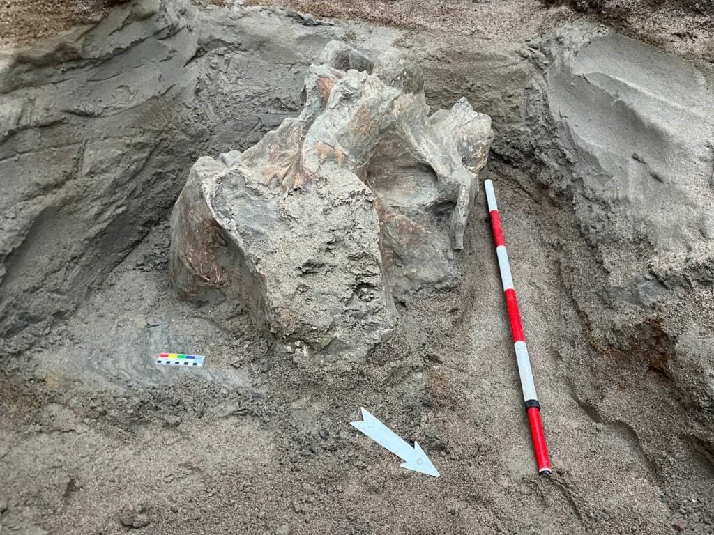 Des restes de mammouth ont été découverts au Kirghizistan