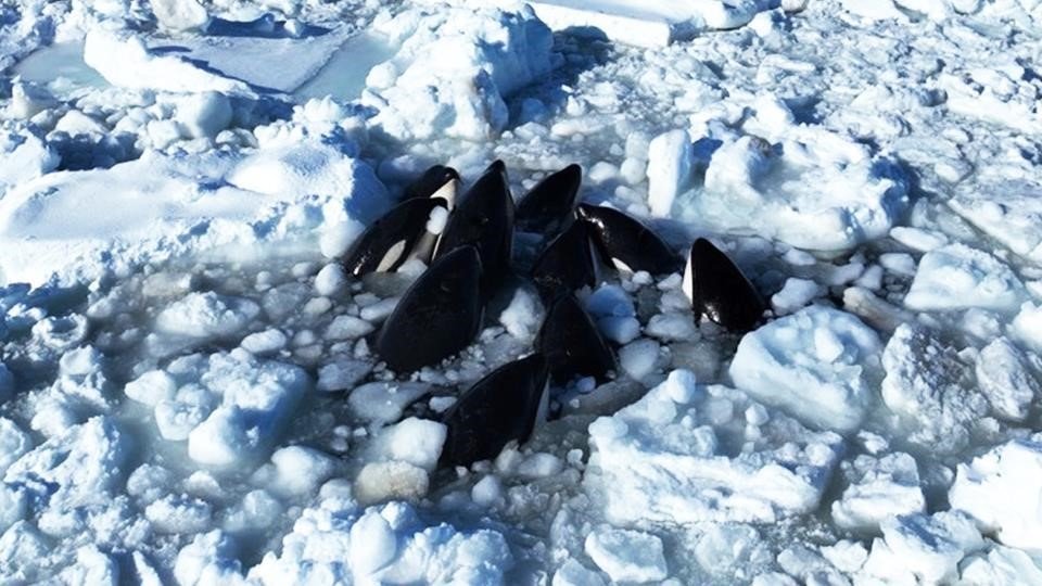 Orche intrappolate in una massa di ghiaccio in Giappone