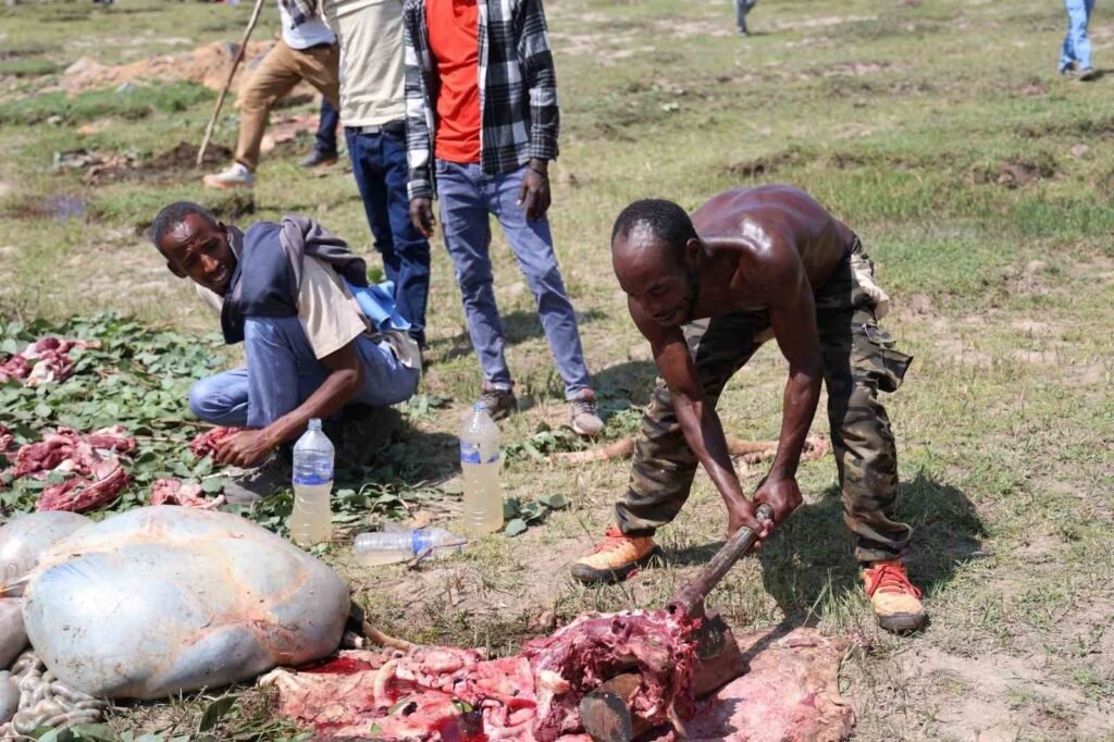 The sacrificial animals slaughtered with the aid sent from Turkey were distributed to the needy